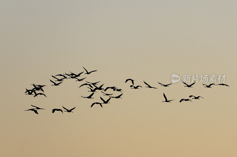 在迁徙季节的普通鹤(Grus Grus)